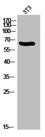 Western Blot analysis of 3T3 cells using Moesin/Ezrin/Radixin Polyclonal Antibody