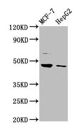 Western Blot Positive WB detected in: MCF-7 whole cell lysate, HepG2 whole cell lysate All lanes: HEPACAM antibody at 3.2µg/ml Secondary Goat polyclonal to rabbit IgG at 1/50000 dilution Predicted band size: 47, 41 kDa Observed band size: 47 kDa