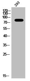 Western Blot analysis of 293 cells using c-Myb Polyclonal Antibody