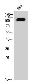 Western Blot analysis of 293 cells using MYBPC1 Polyclonal Antibody