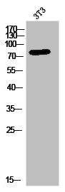 Western Blot analysis of 3T3 cells using B-Myb Polyclonal Antibody