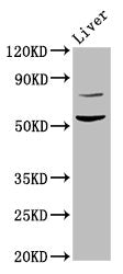 Western Blot Positive WB detected in: Rat liver tissue All lanes: HINFP antibody at 4.5ug/ml Secondary Goat polyclonal to rabbit IgG at 1/50000 dilution Predicted band size: 60, 49 kDa Observed band size: 60 kDa