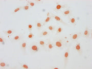 Immunocytochemistry analysis of CSB-PA010376OA21me1HU diluted at 1:20 and staining in Hela cells performed on a Leica BondTM system. The cells were fixed in 4% formaldehyde, permeabilized using 0.2% Triton X-100 and blocked with 10% normal goat se...