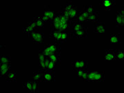 Immunofluorescent analysis of HepG2 cells using CSB-PA010376PA21nacHU at dilution of 1:100 and Alexa Fluor 488-congugated AffiniPure Goat Anti-Rabbit IgG(H+L)