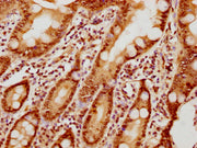 IHC image of CSB-PA010377OA10nphHU diluted at 1:10 and staining in paraffin-embedded human small intestine tissue performed on a Leica BondTM system. After dewaxing and hydration, antigen retrieval was mediated by high pressure in a citrate buffer...