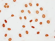 Immunocytochemistry analysis of CSB-PA010377OA48acHU diluted at 1:15 and staining in Hela cells(treated with 30mM sodium butyrate for 4h) performed on a Leica BondTM system. The cells were fixed in 4% formaldehyde, permeabilized using 0.2% Triton...
