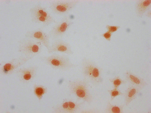 Immunocytochemistry analysis of CSB-PA010377OA66forHU diluted at 1:10 and staining in Hela cells(treated with 30mM sodium butyrate for 4h) performed on a Leica BondTM system. The cells were fixed in 4% formaldehyde, permeabilized using 0.2% Triton...