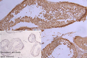 IHC image of CSB-PA010377PA154phHU diluted at 1:50 and staining in paraffin-embedded human testis tissue performed on a Leica BondTM system. After dewaxing and hydration, antigen retrieval was mediated by high pressure in a citrate buffer (pH 6.0)...