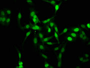 Immunofluorescence staining of Hela cells with CSB-PA010378OA105me1HU at 1:2.5, counter-stained with DAPI. The cells were fixed in 4% formaldehyde, permeabilized using 0.2% Triton X-100 and blocked in 10% normal Goat Serum. The cells were then inc...