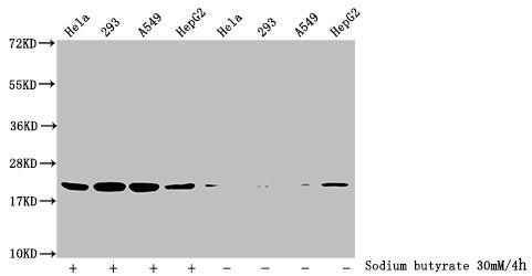 Western Blot Detected samples: Hela whole cell lysate, 293 whole cell lysate, A549 whole cell lysate, HepG2 whole cell lysate; Untreated (-) or treated (+) with 30mM sodium butyrate for 4h All lanes: HIST1H1C antibody at 3.5µg/ml Secondary Goat po...