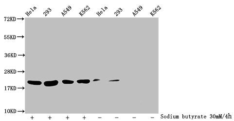 Western Blot Detected samples: Hela whole cell lysate, 293 whole cell lysate, A549 whole cell lysate, K562 whole cell lysate; Untreated (-) or treated (+) with 30mM sodium butyrate for 4h All lanes: HIST1H1C antibody at 1:100 Secondary Goat polycl...