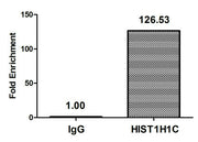 Chromatin Immunoprecipitation Hela (106) were treated with Benzanase, sonicated, and immunoprecipitated with 5µg anti-HIST1H1C (CSB-PA010378OA22nhibHU) or a control normal rabbit IgG. The resulting ChIP DNA was quantified using real-time PCR with...