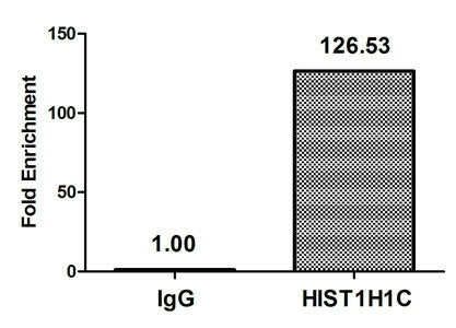 Chromatin Immunoprecipitation Hela (106) were treated with Benzanase, sonicated, and immunoprecipitated with 5µg anti-HIST1H1C (CSB-PA010378OA22nhibHU) or a control normal rabbit IgG. The resulting ChIP DNA was quantified using real-time PCR with...