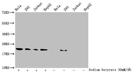 Western Blot Detected samples: Hela whole cell lysate, 293 whole cell lysate, Jurkat whole cell lysate, HepG2 whole cell lysate; Untreated (-) or treated (+) with 30mM sodium butyrate for 4h All lanes: HIST1H1C antibody at 1:100 Secondary Goat pol...