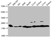 Western Blot Positive WB detected in: Hela whole cell lysate, NIH/3T3 whole cell lysate, 293 whole cell lysate, A549 whole cell lysate, HepG2 whole cell lysate, Rat liver tissue, Rat kidney tissue, Mouse liver tissue, Mouse kidney tissue All lanes...