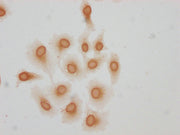 Immunocytochemistry analysis of CSB-PA010378OA51hibHU diluted at 1:25 and staining in Hela cells(treated with 30mM sodium butyrate for 4h) performed on a Leica BondTM system. The cells were fixed in 4% formaldehyde, permeabilized using 0.2% Triton...