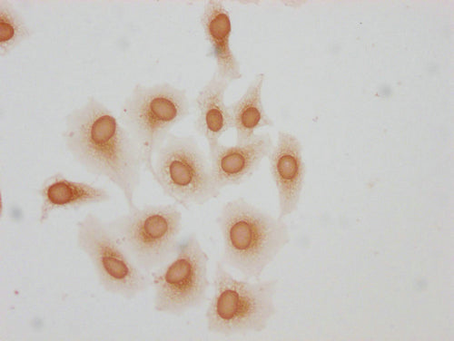 Immunocytochemistry analysis of CSB-PA010378OA51hibHU diluted at 1:25 and staining in Hela cells(treated with 30mM sodium butyrate for 4h) performed on a Leica BondTM system. The cells were fixed in 4% formaldehyde, permeabilized using 0.2% Triton...