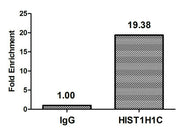 Chromatin Immunoprecipitation Hela (106, treated with 30mM sodium butyrate for 4h) were treated with Micrococcal Nuclease, sonicated, and immunoprecipitated with 5µg anti-HIST1H1C (CSB-PA010378OA74forHU) or a control normal rabbit IgG. The resulti...