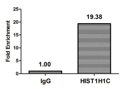 Chromatin Immunoprecipitation Hela (106, treated with 30mM sodium butyrate for 4h) were treated with Micrococcal Nuclease, sonicated, and immunoprecipitated with 5µg anti-HIST1H1C (CSB-PA010378OA74forHU) or a control normal rabbit IgG. The resulti...
