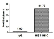 Chromatin Immunoprecipitation Hela (106, treated with 30mM sodium butyrate for 4h) were treated with Micrococcal Nuclease, sonicated, and immunoprecipitated with 5µg anti-HIST1H1C (CSB-PA010378OA80hibHU) or a control normal rabbit IgG. The resulti...