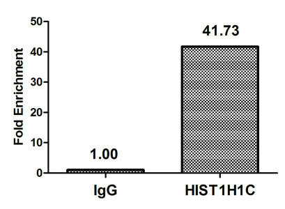 Chromatin Immunoprecipitation Hela (106, treated with 30mM sodium butyrate for 4h) were treated with Micrococcal Nuclease, sonicated, and immunoprecipitated with 5µg anti-HIST1H1C (CSB-PA010378OA80hibHU) or a control normal rabbit IgG. The resulti...