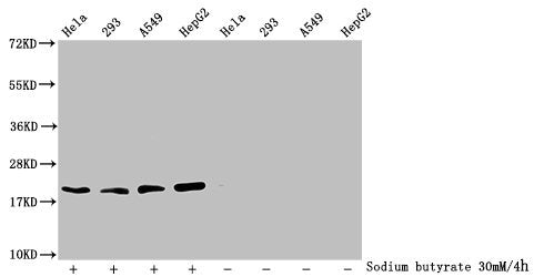 Western Blot Detected samples: Hela whole cell lysate, 293 whole cell lysate, A549 whole cell lysate, HepG2 whole cell lysate; Untreated (-) or treated (+) with 30mM sodium butyrate for 4h All lanes: HIST1H1C antibody at 2.6µg/ml Secondary Goat po...