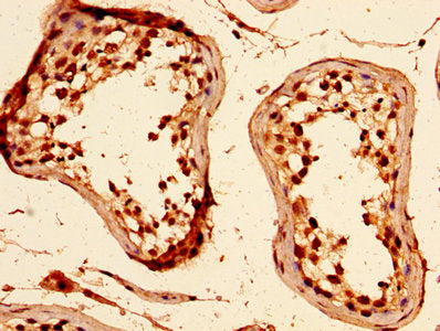 IHC image of CSB-PA010378OA89nacHU diluted at 1:50 and staining in paraffin-embedded human testis tissue performed on a Leica BondTM system. After dewaxing and hydration, antigen retrieval was mediated by high pressure in a citrate buffer (pH 6.0)...