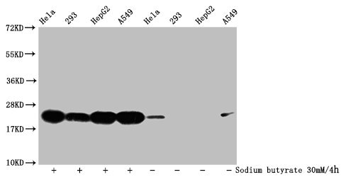 Western Blot Detected samples: Hela whole cell lysate, 293 whole cell lysate, HepG2 whole cell lysate, A549 whole cell lysate; Untreated (-) or treated (+) with 30mM sodium butyrate for 4h All lanes: HIST1H1C antibody at 1:500 Secondary Goat polyc...