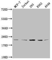 Western Blot Positive WB detected in: MCF-7 whole cell lysate, Jurkat whole cell lysate, 293 whole cell lysate, K562 whole cell lysate, A549 whole cell lysate All lanes: HIST1H1C antibody at 1:2000 Secondary Goat polyclonal to rabbit IgG at 1/4000...