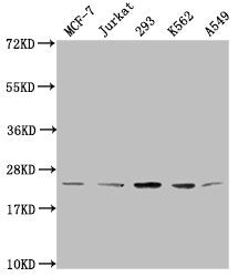 Western Blot Positive WB detected in: MCF-7 whole cell lysate, Jurkat whole cell lysate, 293 whole cell lysate, K562 whole cell lysate, A549 whole cell lysate All lanes: HIST1H1C antibody at 1:2000 Secondary Goat polyclonal to rabbit IgG at 1/4000...