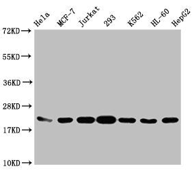 Western Blot Positive WB detected in: Hela whole cell lysate, MCF-7 whole cell lysate, Jurkat whole cell lysate, 293 whole cell lysate, K562 whole cell lysate, HL60 whole cell lysate, HepG2 whole cell lysate All lanes: HIST1H1C antibody at 1:1000...