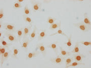 Immunocytochemistry analysis of CSB-PA010378PA105me1HU diluted at 1:20 and staining in Hela cells performed on a Leica BondTM system. The cells were fixed in 4% formaldehyde, permeabilized using 0.2% Triton X-100 and blocked with 10% normal goat s...