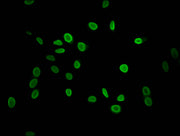 Immunofluorescent analysis of Hela cells using CSB-PA010378PA118me1HU at dilution of 1:100 and Alexa Fluor 488-congugated AffiniPure Goat Anti-Rabbit IgG(H+L)