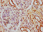 IHC image of CSB-PA010378PA164nphHU diluted at 1:10 and staining in paraffin-embedded human kidney tissue performed on a Leica BondTM system. After dewaxing and hydration, antigen retrieval was mediated by high pressure in a citrate buffer (pH 6.0...