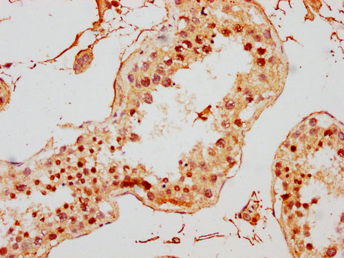 IHC image of CSB-PA010378PA167ncrHU diluted at 1:10 and staining in paraffin-embedded human testis tissue performed on a Leica BondTM system. After dewaxing and hydration, antigen retrieval was mediated by high pressure in a citrate buffer (pH 6.0...