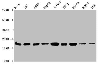 Western Blot Positive WB detected in: Hela whole cell lysate, 293 whole cell lysate, A549 whole cell lysate, HepG2 whole cell lysate, Jurkat whole cell lysate, K562 whole cell lysate, HL60 whole cell lysate, MCF-7 whole cell lysate, LO2 whole cell...