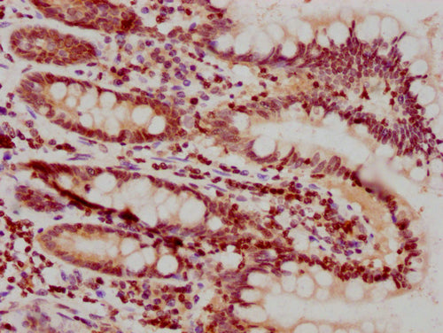 IHC image of CSB-PA010378PA25nhibHU diluted at 1:10 and staining in paraffin-embedded human small intestine tissue performed on a Leica BondTM system. After dewaxing and hydration, antigen retrieval was mediated by high pressure in a citrate buffe...