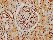 IHC image of CSB-PA010378PA45nhibHU diluted at 1:10 and staining in paraffin-embedded human kidney tissue performed on a Leica BondTM system. After dewaxing and hydration, antigen retrieval was mediated by high pressure in a citrate buffer (pH 6.0...