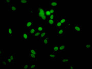 Immunofluorescent analysis of Hela cells (sodium butyrate, 30 mM, 4h) using CSB-PA010378PA51hibHU at dilution of 1:100 and Alexa Fluor 488-congugated AffiniPure Goat Anti-Rabbit IgG(H+L)
