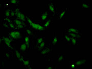 Immunofluorescent analysis of Hela cells using CSB-PA010378PA62nacHU at dilution of 1:100 and Alexa Fluor 488-congugated AffiniPure Goat Anti-Rabbit IgG(H+L)