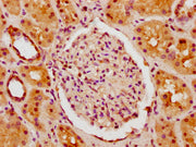 IHC image of CSB-PA010378PA62nhibHU diluted at 1:10 and staining in paraffin-embedded human kidney tissue performed on a Leica BondTM system. After dewaxing and hydration, antigen retrieval was mediated by high pressure in a citrate buffer (pH 6.0...