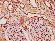 IHC image of CSB-PA010378PA84nforHU diluted at 1:20 and staining in paraffin-embedded human kidney tissue performed on a Leica BondTM system. After dewaxing and hydration, antigen retrieval was mediated by high pressure in a citrate buffer (pH 6.0...