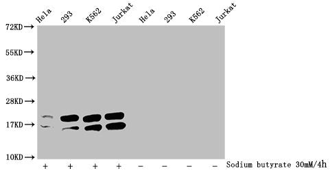 Western Blot Detected samples: Hela whole cell lysate, 293 whole cell lysate, K562 whole cell lysate, Jurkat whole cell lysate; Untreated (-) or treated (+) with 30mM sodium butyrate for 4h All lanes: HIST1H1C antibody at 1:2000 Secondary Goat pol...