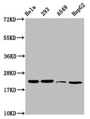 Western Blot Positive WB detected in: Hela whole cell lysate, 293 whole cell lysate, A549 whole cell lysate, HepG2 whole cell lysate All lanes: HIST1H1D antibody at 1.6µg/ml Secondary Goat polyclonal to rabbit IgG at 1/50000 dilution Predicted ban...