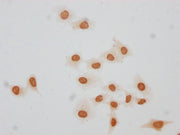 Immunocytochemistry analysis of CSB-PA010379OA140forHU diluted at 1:20 and staining in Hela cells(treated with 30mM sodium butyrate for 4h) performed on a Leica BondTM system. The cells were fixed in 4% formaldehyde, permeabilized using 0.2% Trito...