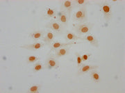 Immunocytochemistry analysis of CSB-PA010379OA16me1HU diluted at 1:25 and staining in Hela cells performed on a Leica BondTM system. The cells were fixed in 4% formaldehyde, permeabilized using 0.2% Triton X-100 and blocked with 10% normal goat se...