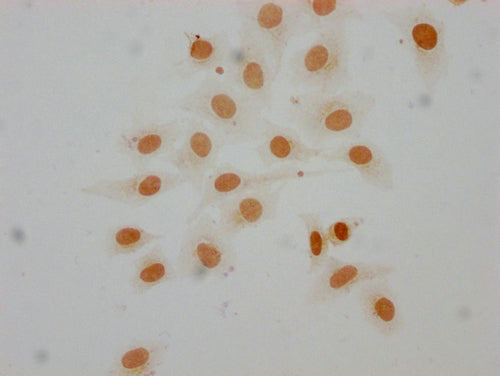 Immunocytochemistry analysis of CSB-PA010379OA16me1HU diluted at 1:25 and staining in Hela cells performed on a Leica BondTM system. The cells were fixed in 4% formaldehyde, permeabilized using 0.2% Triton X-100 and blocked with 10% normal goat se...