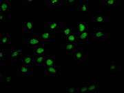Immunofluorescence staining of Hela cells with CSB-PA010379OA179nphHU at 1:1, counter-stained with DAPI. The cells were fixed in 4% formaldehyde, permeabilized using 0.2% Triton X-100 and blocked in 10% normal Goat Serum. The cells were then incub...