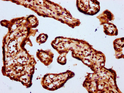 IHC image of CSB-PA010379OA64nbhbHU diluted at 1:20 and staining in paraffin-embedded human placenta tissue performed on a Leica BondTM system. After dewaxing and hydration, antigen retrieval was mediated by high pressure in a citrate buffer (pH 6...