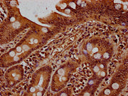 IHC image of CSB-PA010379OA90nbhbHU diluted at 1:20 and staining in paraffin-embedded human small intestine tissue performed on a Leica BondTM system. After dewaxing and hydration, antigen retrieval was mediated by high pressure in a citrate buffe...